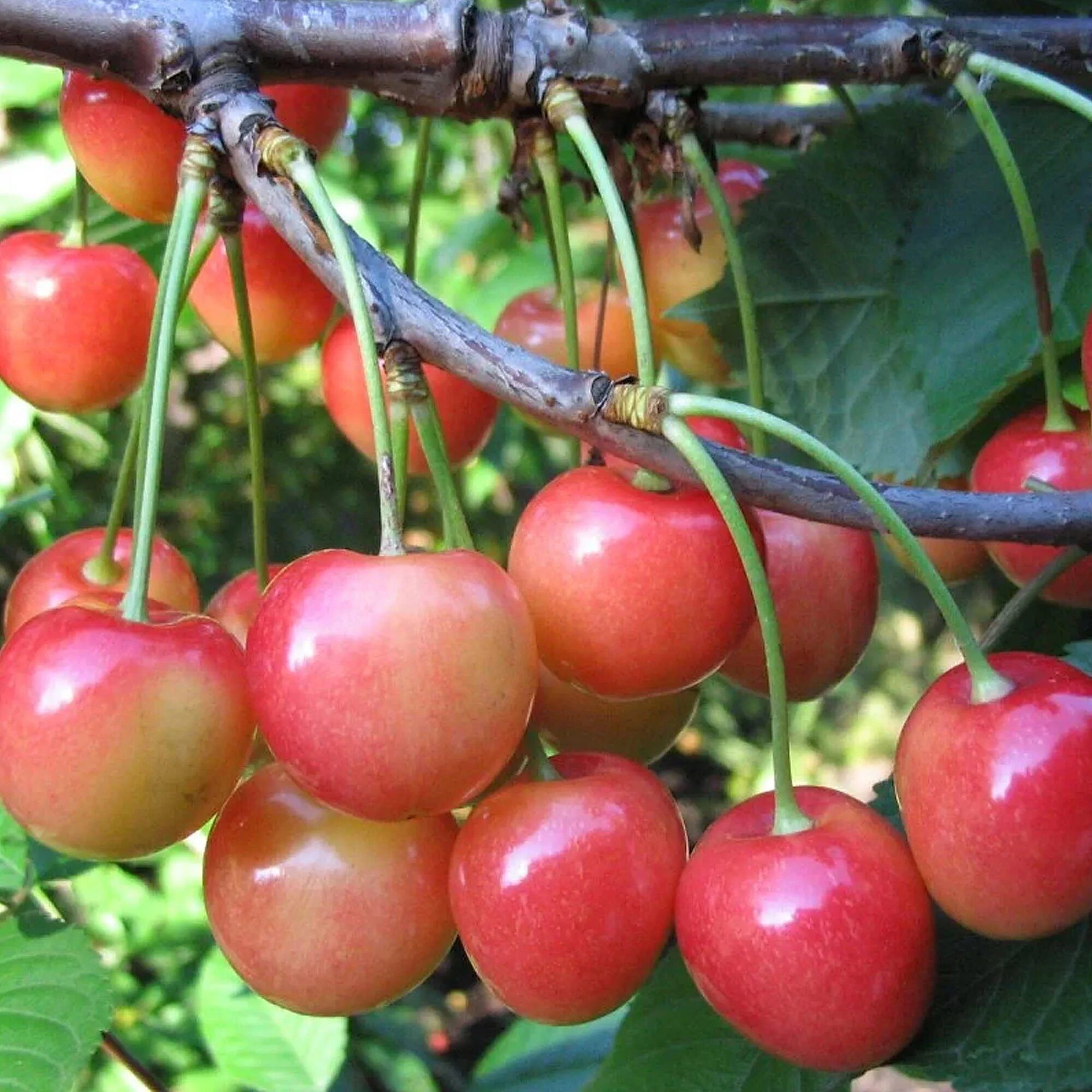 Черешня Брянская розовая ЗКС